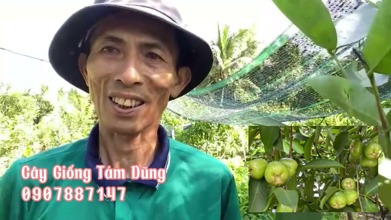 Mận Xanh Đường Sóc Trăng cắt nhánh tại vườn Cây Giống Tám Dũng 0907887147