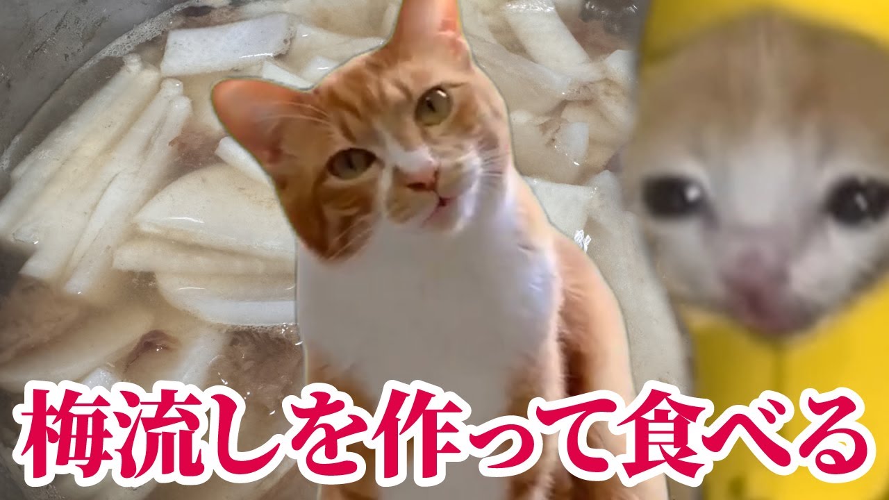 腸活に良いらしい「梅流し」を作って食べた #猫マニ #猫ミーム