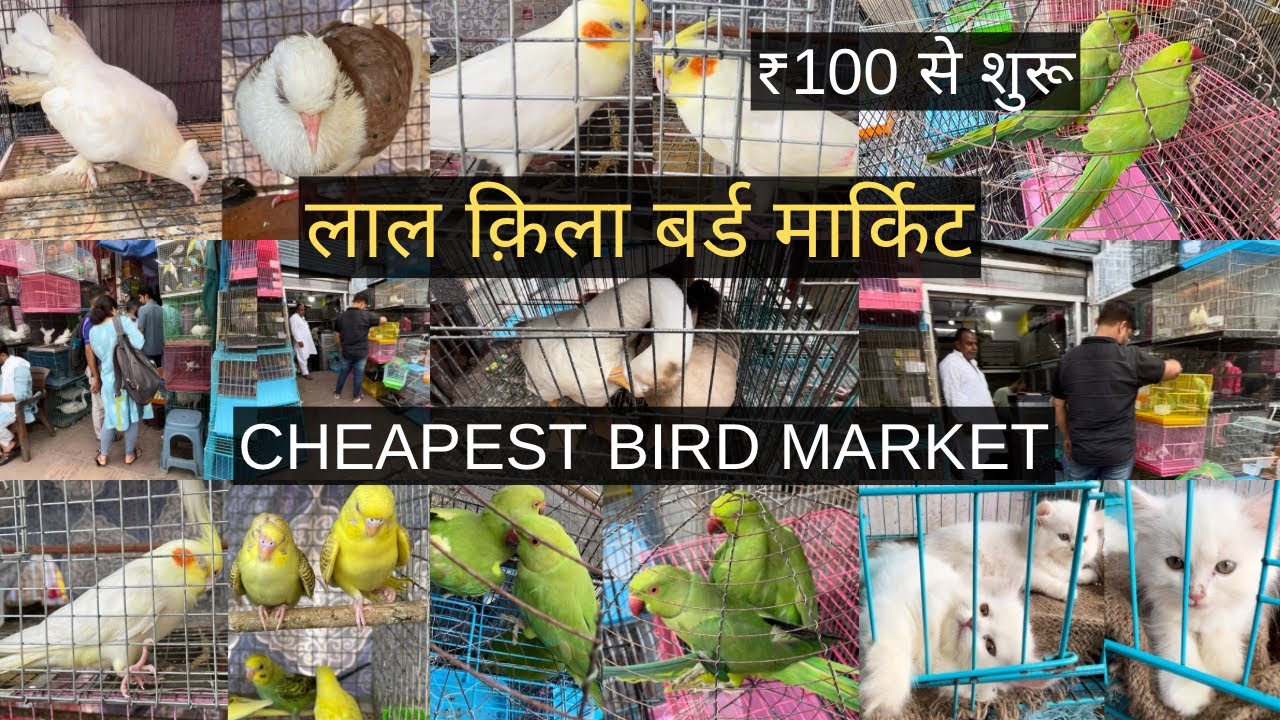 Delhi Bird Market | Lal Quila Bird Market | New Delhi Bird Market | Bird Market 2024