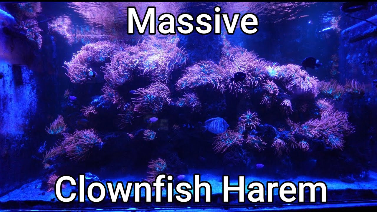 “The ULTIMATE Clownfish Harem Aquarium 🐠 Countless Anemones Everywhere!”