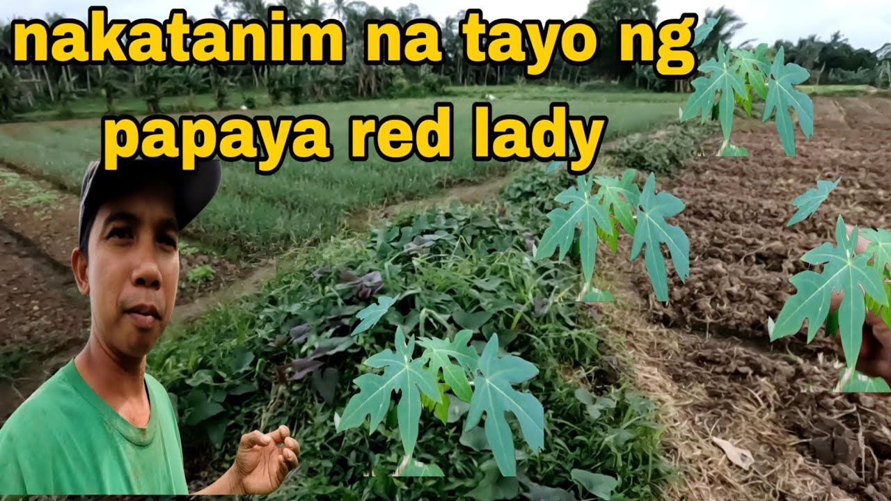 Red Lady papaya naka tanim na panibagong dag dag sa aanihin