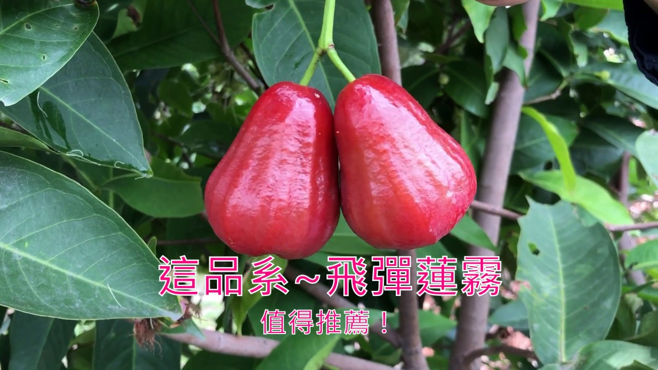『飛彈蓮霧』還是令人驚艷！