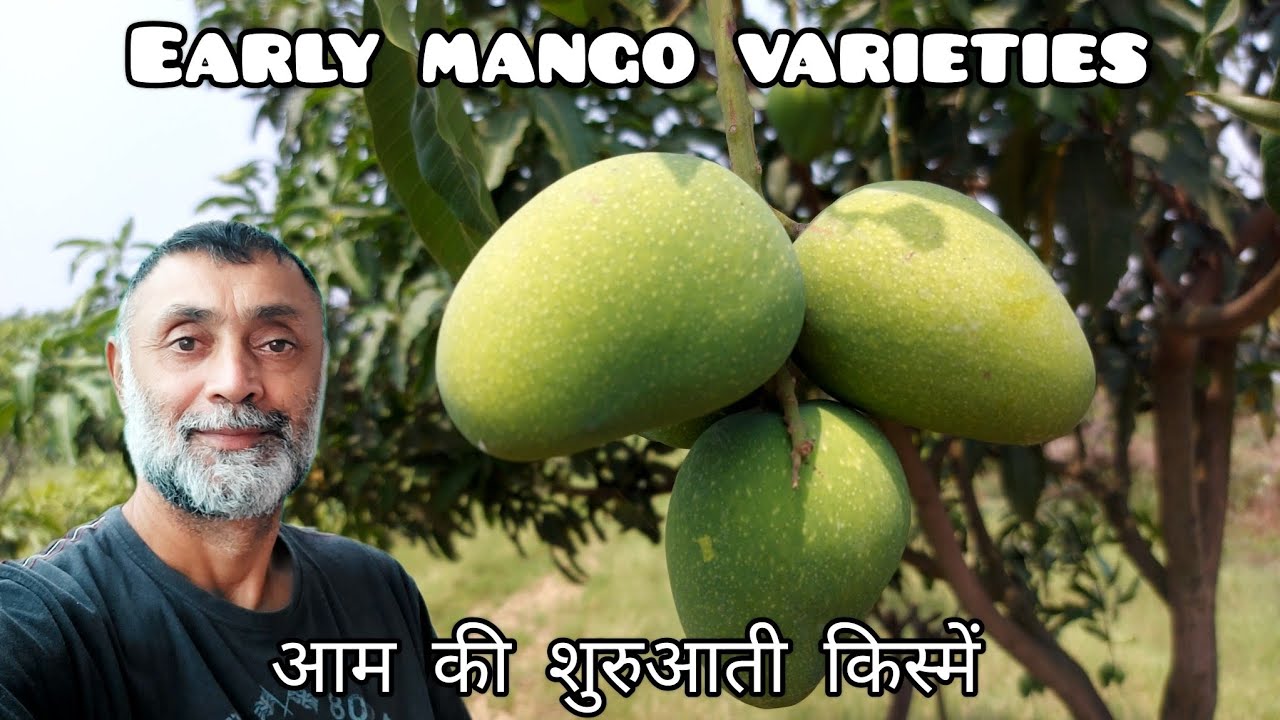 Best Early Mango Varieties