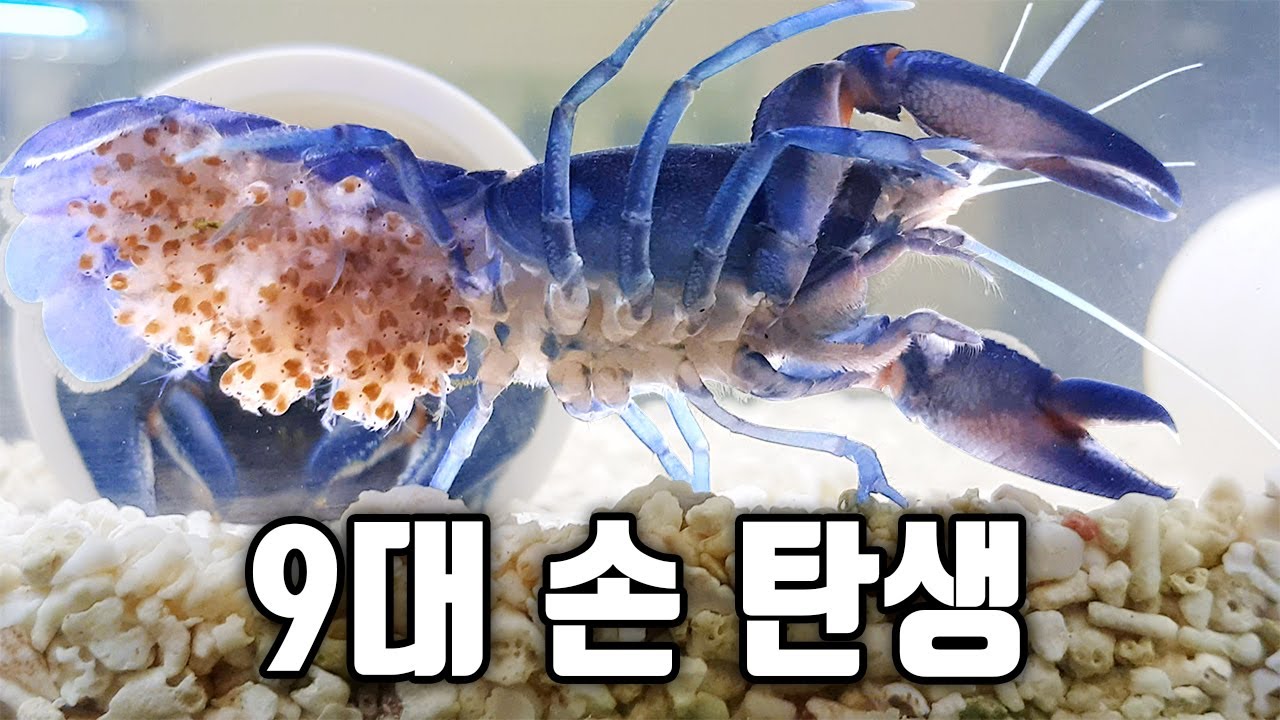 5년만에 9대손 베이비 가재가 태어나면 생기는일!!