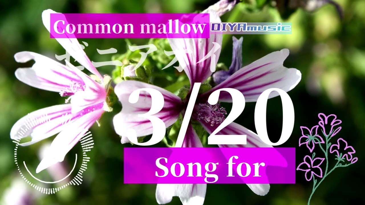 【3/20生まれのあなたへ】ゼニアオイ　〜birthday's song for you〜 #birthday #music #song #nemophila #320