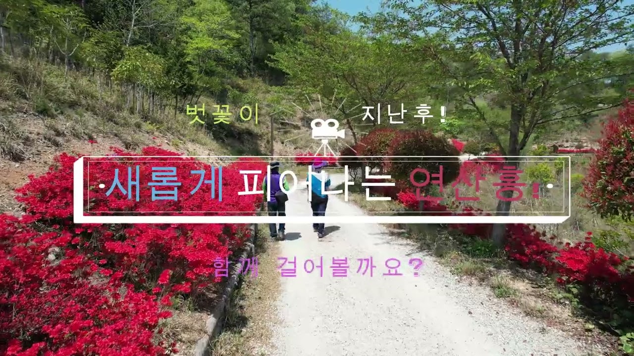 [강이설TV]  연산홍  산책길