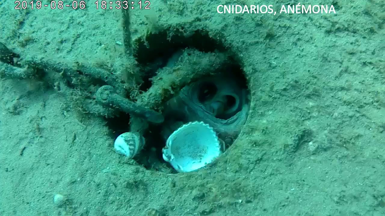 CEFAL&Oacute;PODOS PULPO SIF&Oacute;N