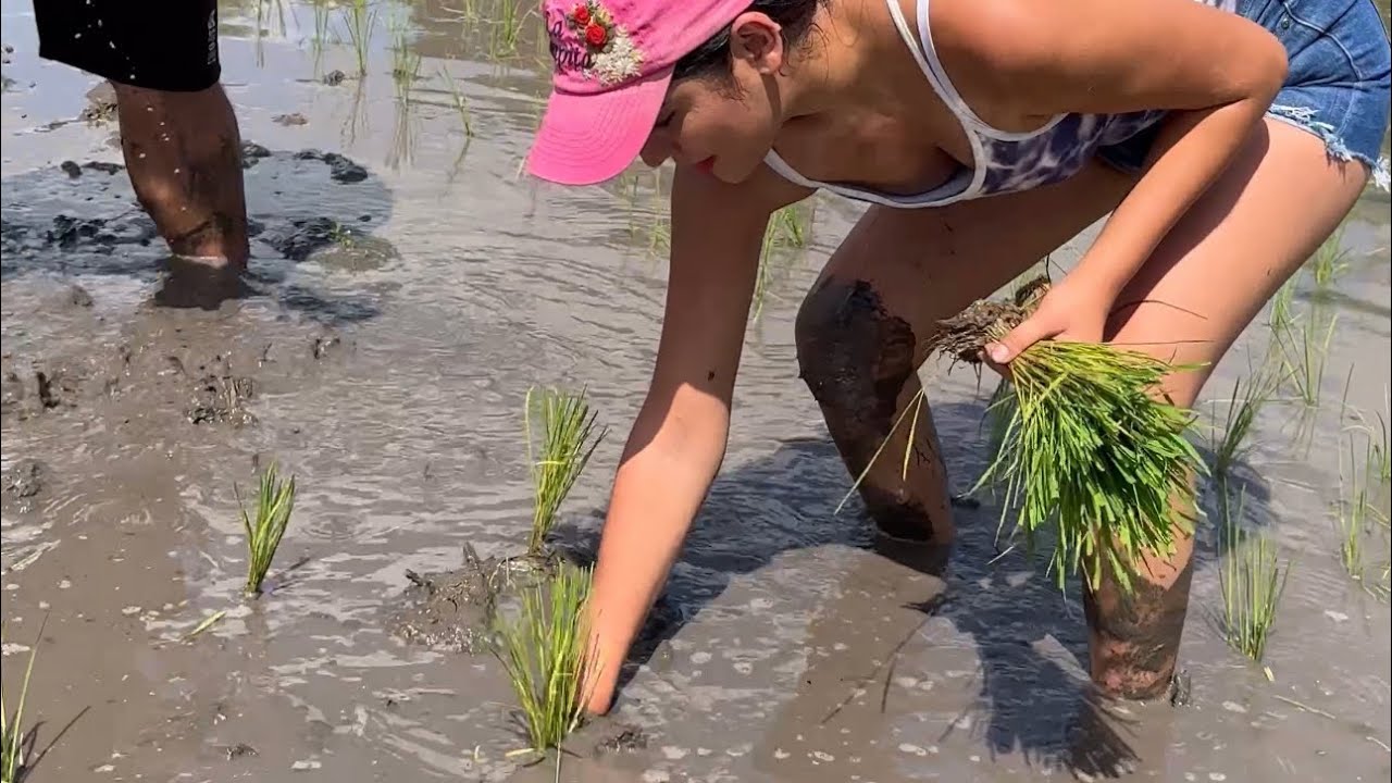 Todo esto tiene que pasar para que el Arroz llegue a tu casa ~ Saida ZC ~ 💚