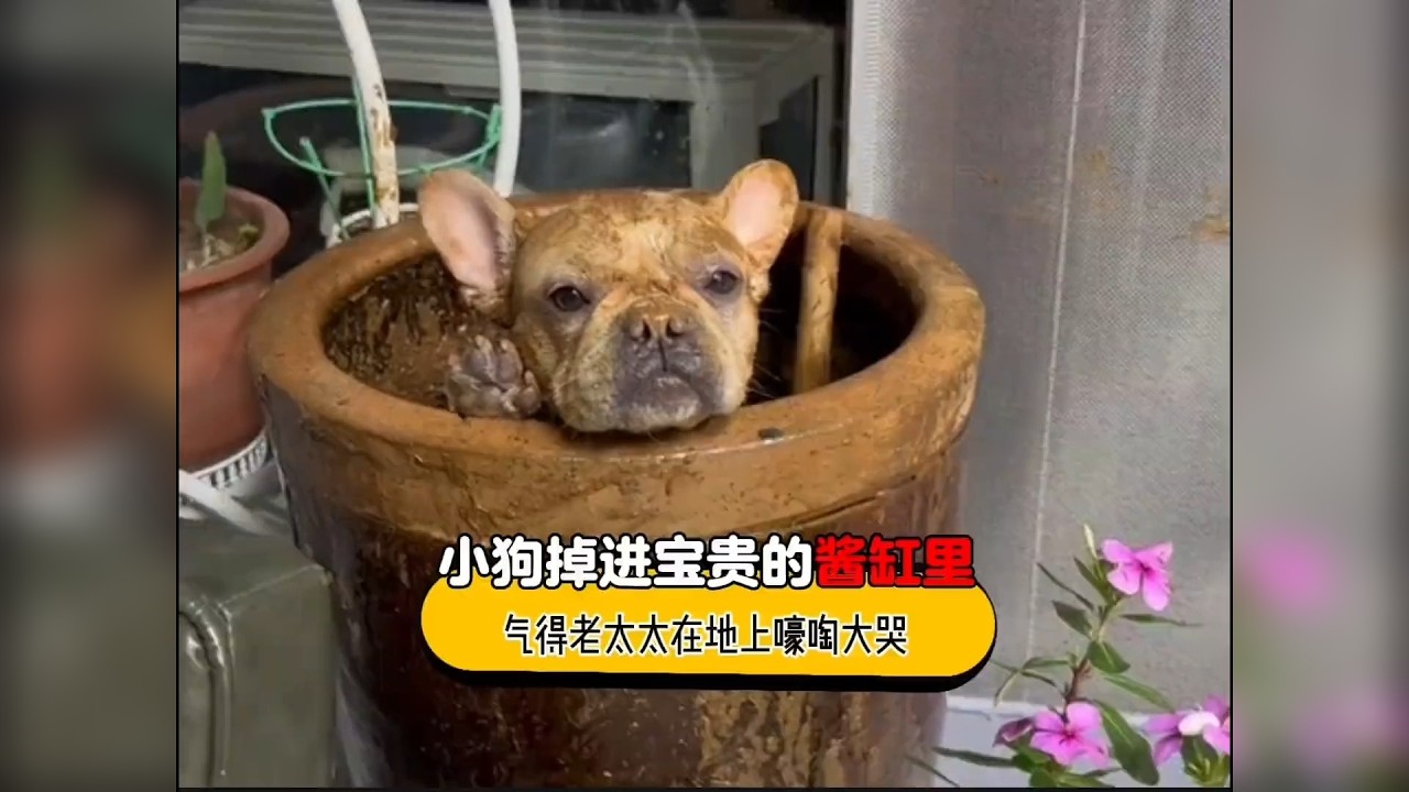 小狗不小心掉进了老太太视为宝贝的酱缸里