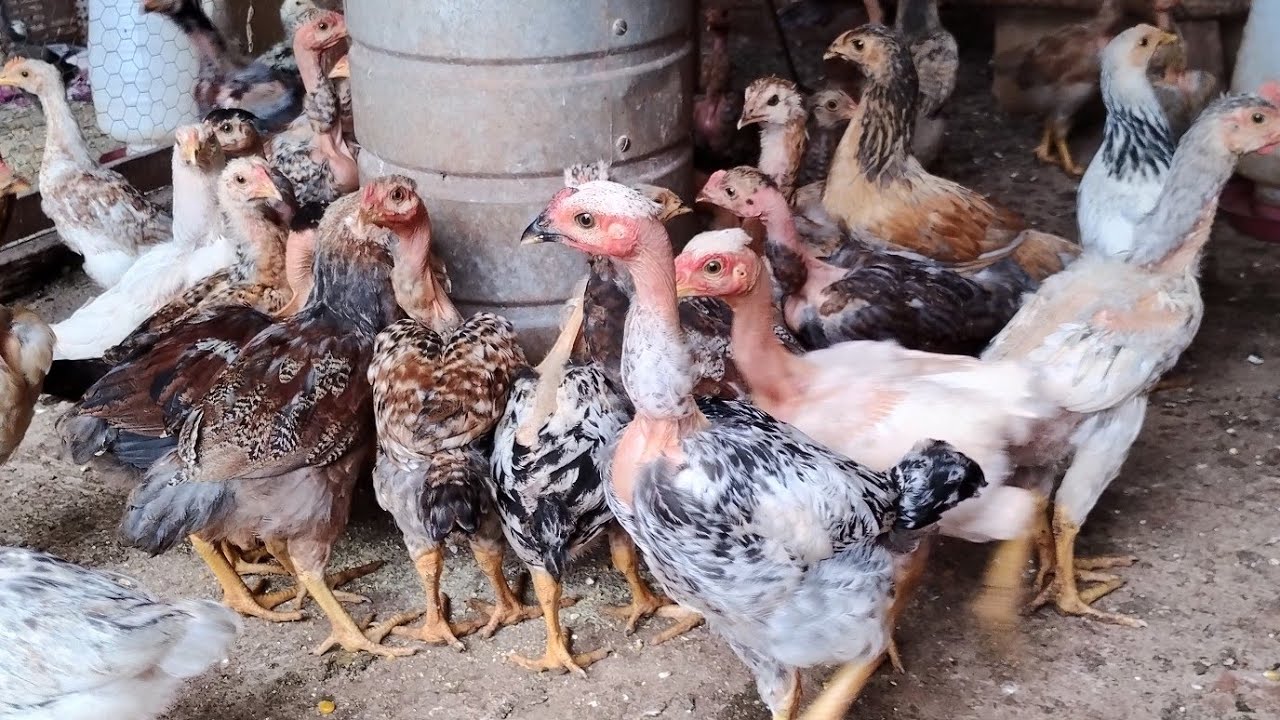 Criação de Frangos e pintinhos como está o desenvolvinento várias idades.