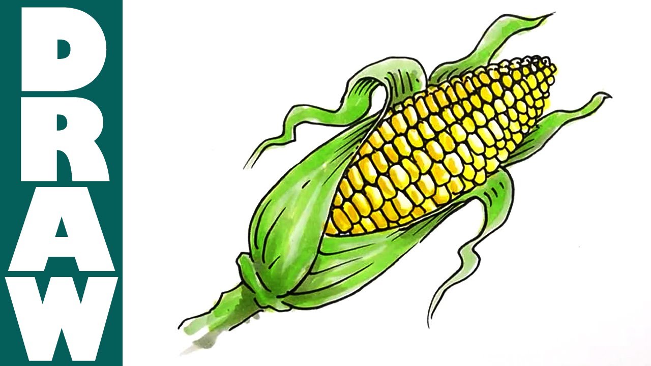 How to draw a Corn Cob