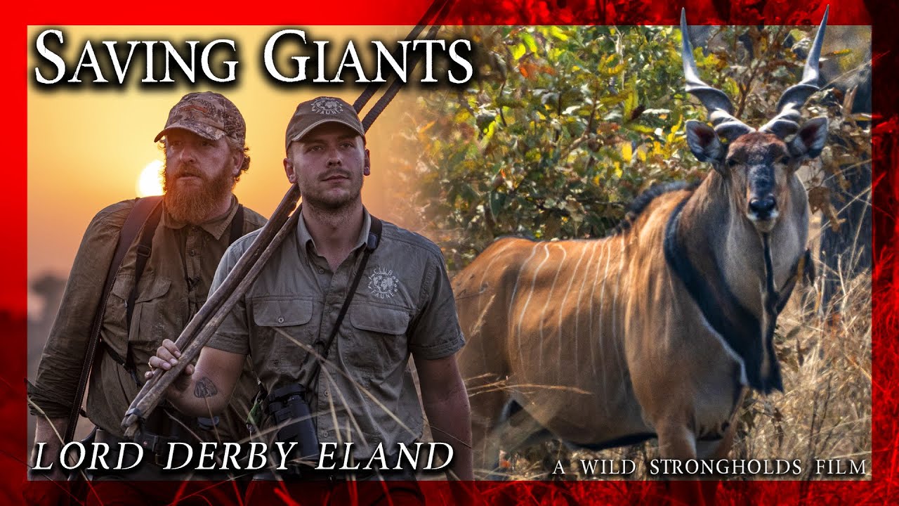 Lord Derby Eland - Saving Giants - A Wild Strongholds Film - 4K