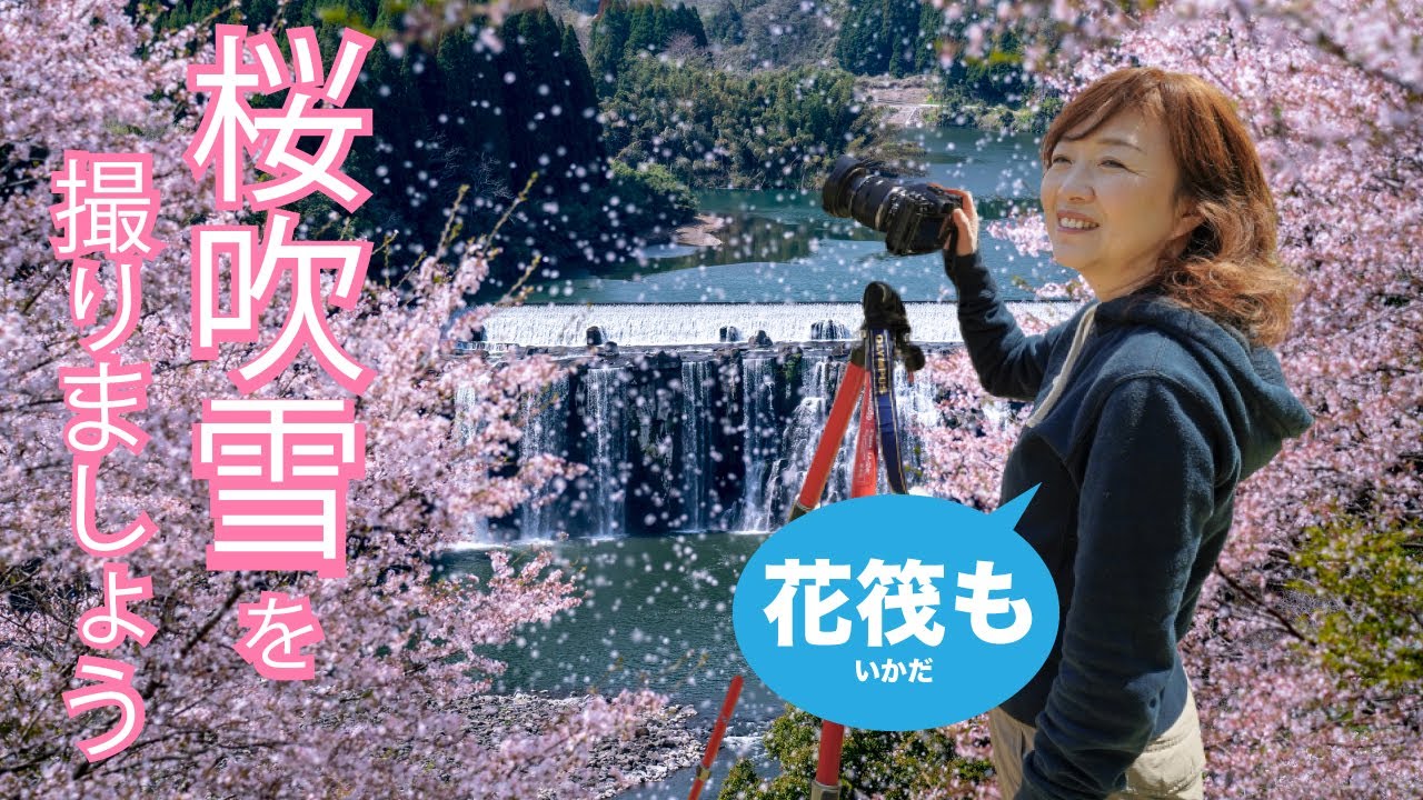 【桜吹雪を撮るための条件🌸】F値・シャッター速度・レンズ選び♪花筏もあります