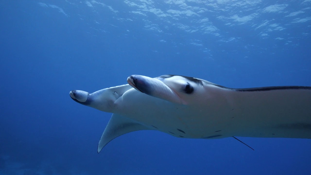 Yap Divers best dive sites - Goofnuw Channel