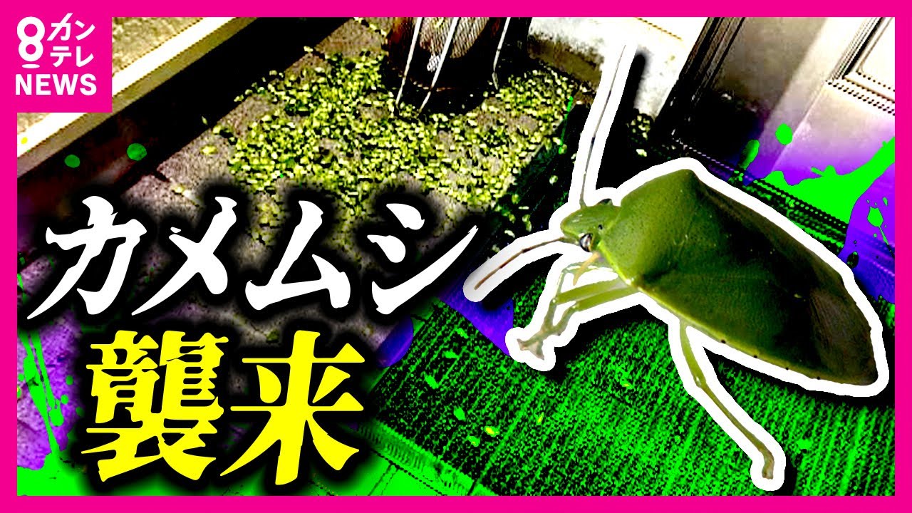 【春に再び大発生】「カメムシ」の襲来 20年研究続ける専門家も「予測不能な事態」紫外線の光に寄ってくるため照明をLEDに替えることがオススメ〈カンテレNEWS〉