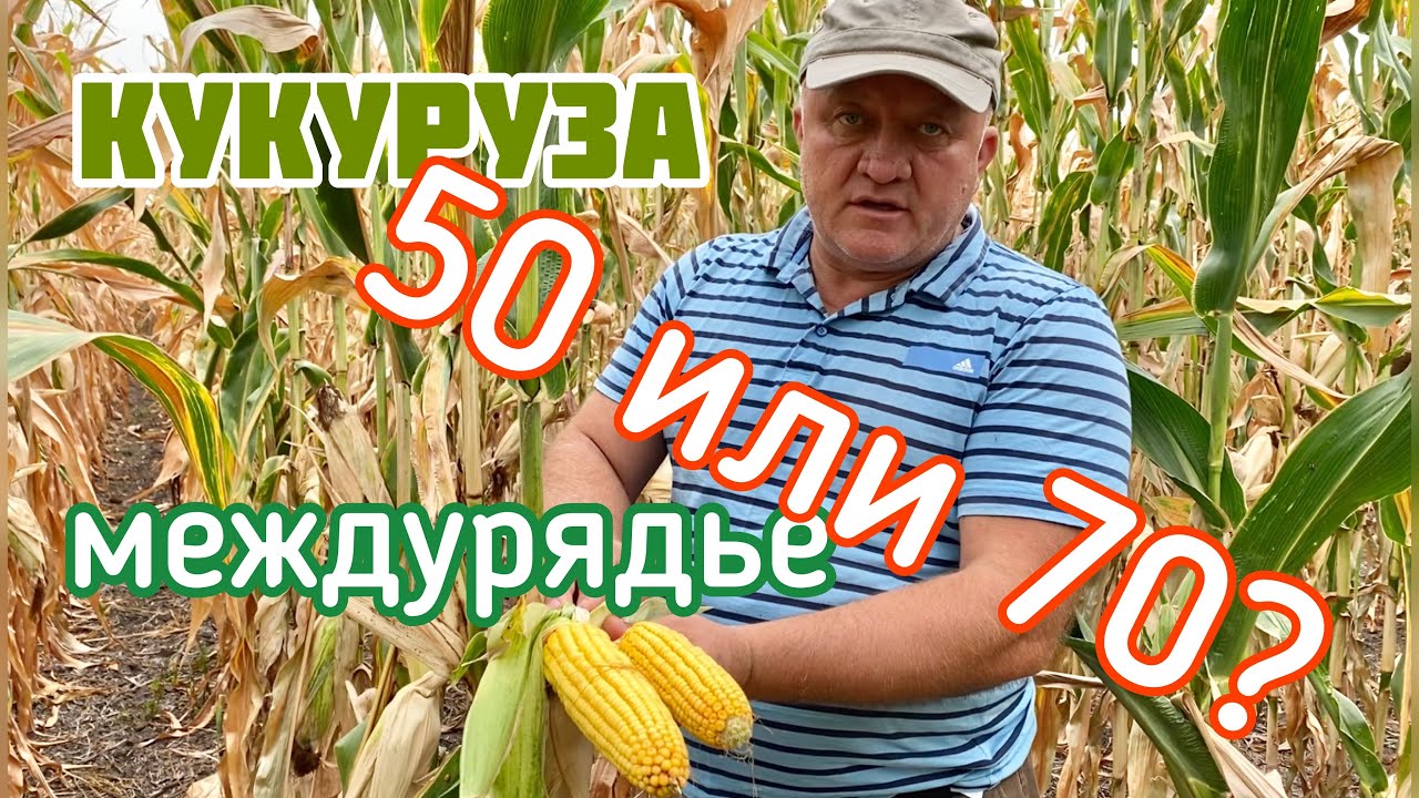 Кукуруза на 50 или 70?