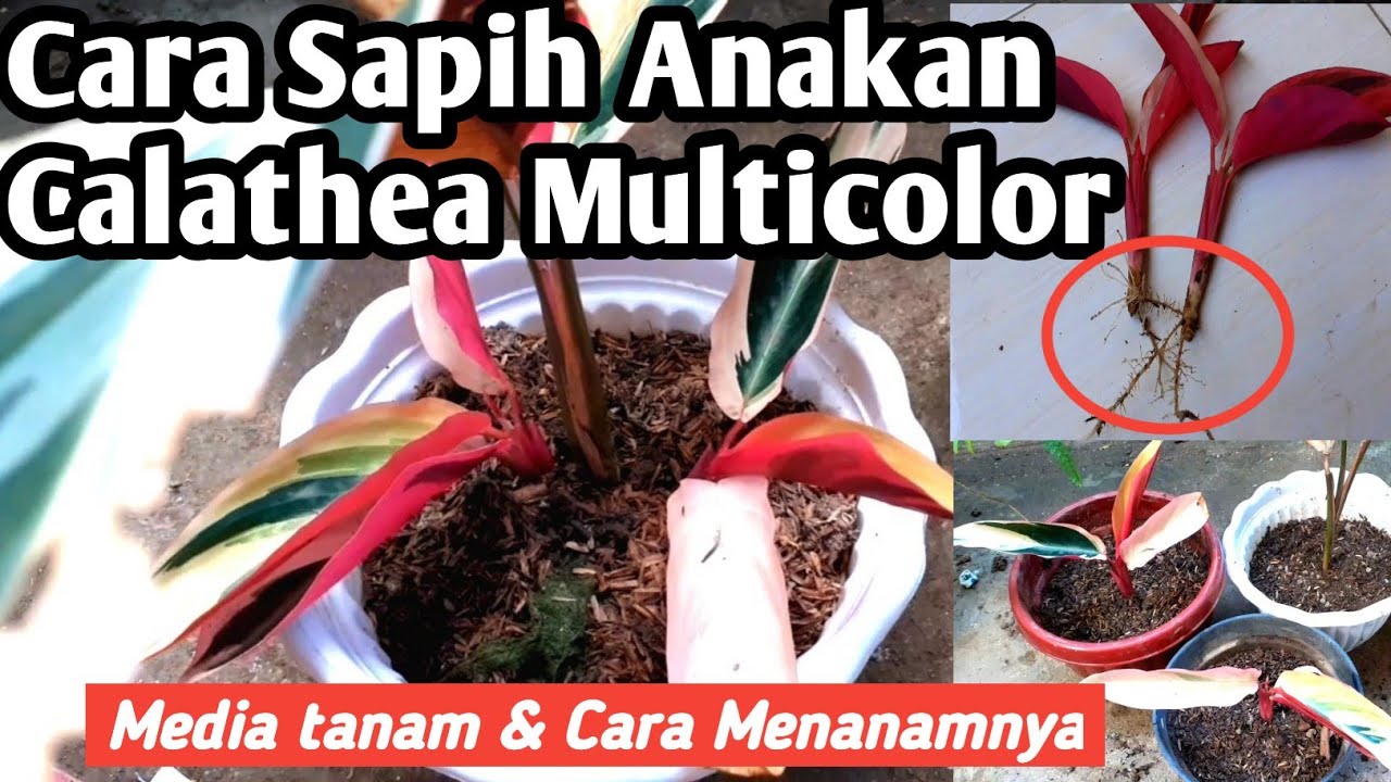 Cara Memisahkan Anakan Calathea Multicolor dan Menanam ke Media Tanam Baru