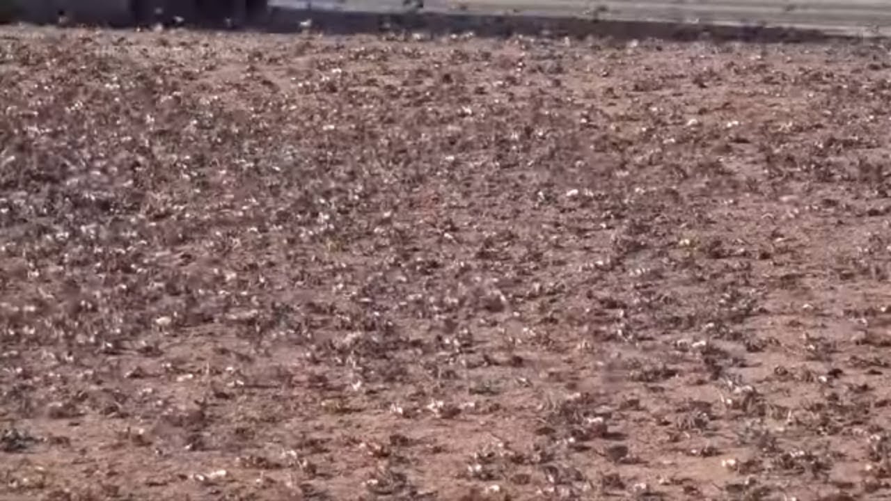 Nevada confronts invasion of blood-red crickets