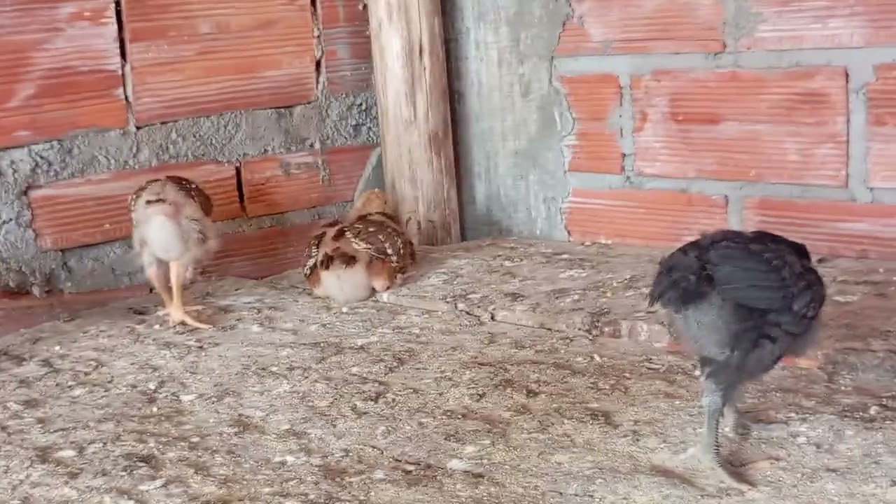 Segunda doze de Ripercoll para os pintinhos 