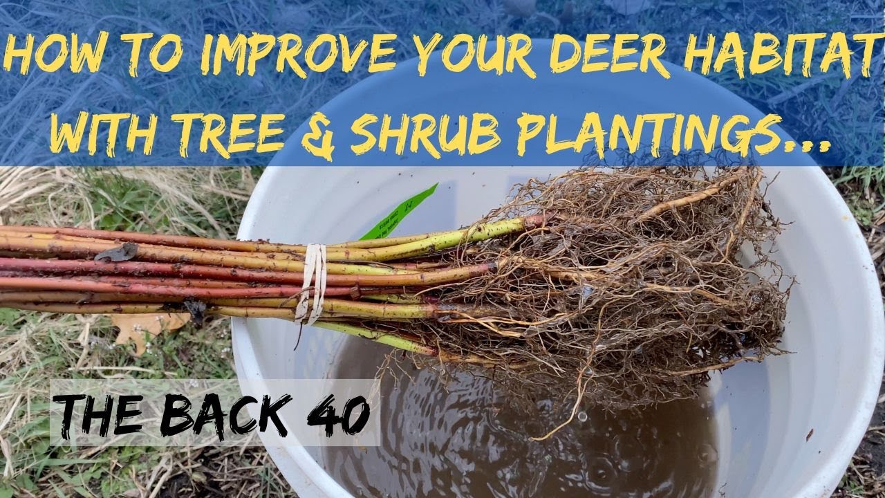How To Improve Your Hunting Property With Tree & Shrub Plantings