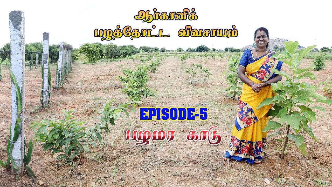 ஆர்கானிக் பழத்தோட்ட விவசாயம் - Episode 5 | பழமர காடு | Multivariate fruit farming