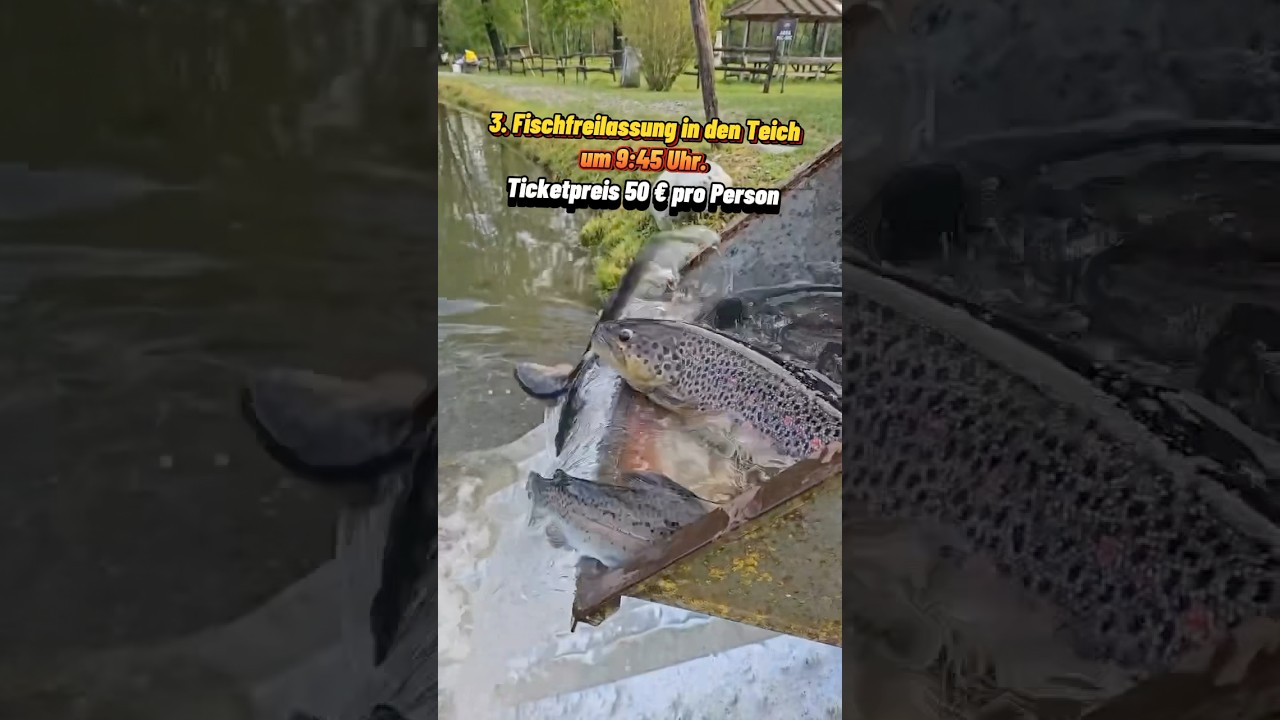 3. Fischfreilassung in den Teich um 9:45 Uhr. Ticketpreis 50 &euro; pro Person 🎏 #angel #Angelpark #fish