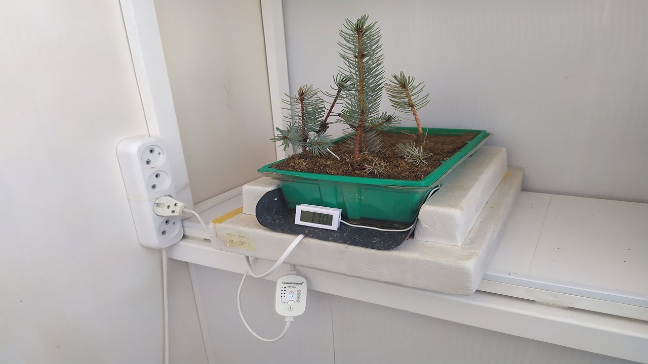 Процесс укоренения Ели Голубой