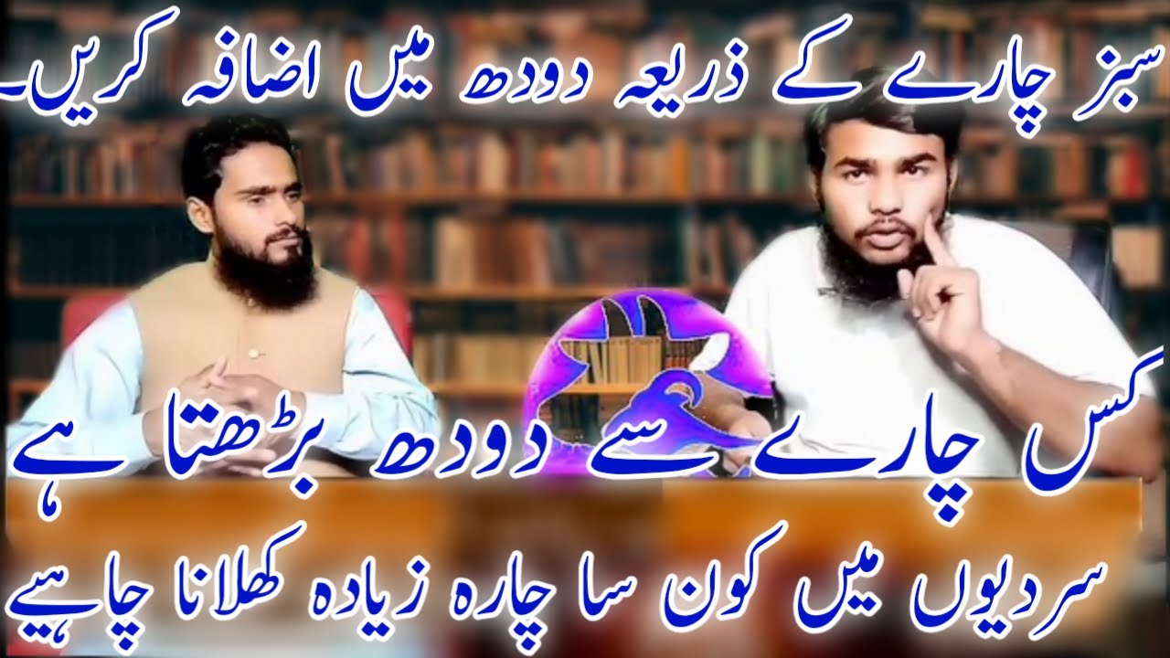 Doodh kaliya Green Fooder Chara | Gay ka Doodh badhane kaliya sabz chara toorhi | Rafaqat livestock