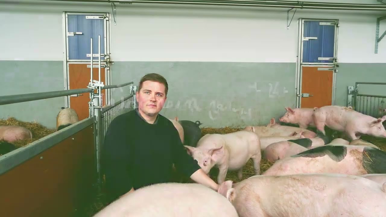 Hof Schoster - Unserer Schweine in der Offenstallhaltung