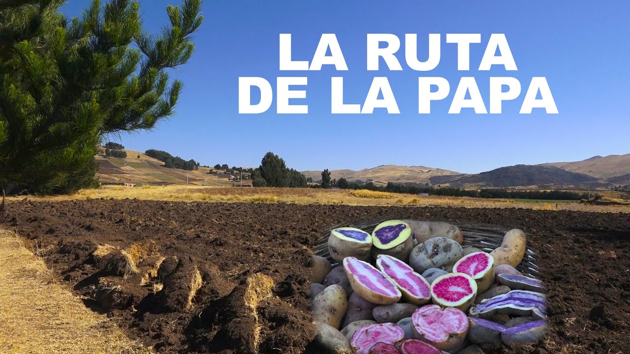 LA RUTA DE LA PAPA - CONDORCCOCHA - AYACUCHO - PERÚ.