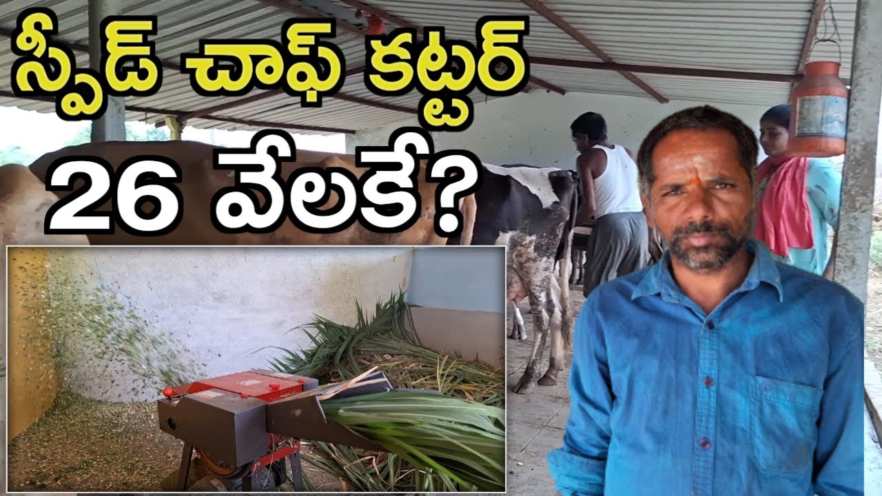 ఆ తప్పు చేస్తే కష్టమే|Narasimha reddy dairy farm(@MalleshAdla)