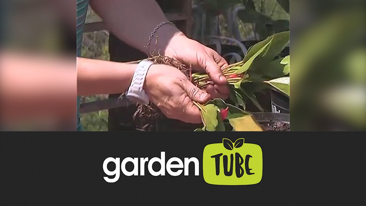 How to divide Anthuriums
