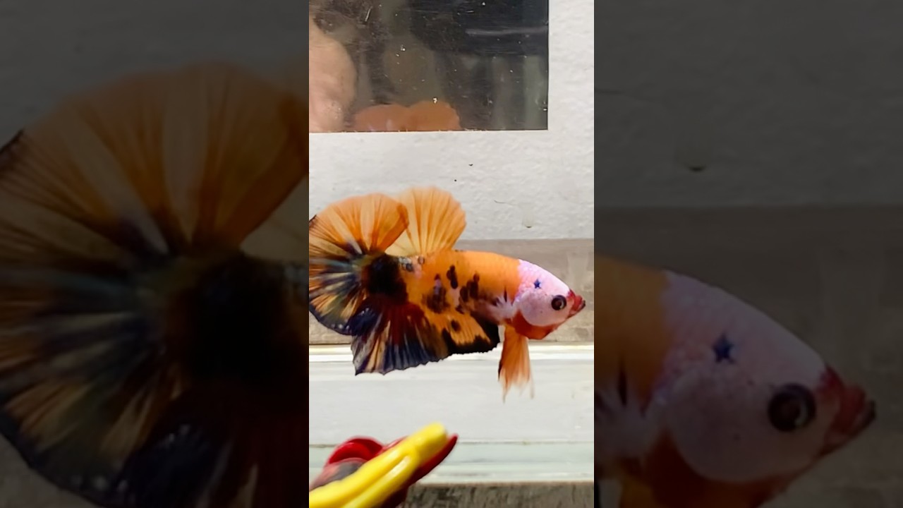 My all time favorite Betta Fish. #bettafish #bettaphilippines #petfish