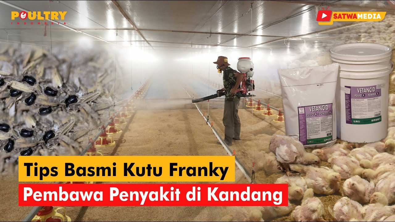 Vetancid Powder dengan Triple Action Basmi Kutu Franky