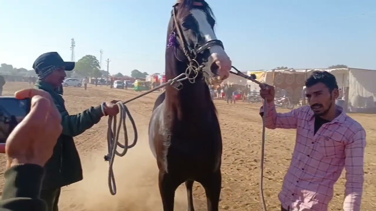 रणजी शो में मावली से पहुंचा जबरदस्त मैजिक घोड़ा