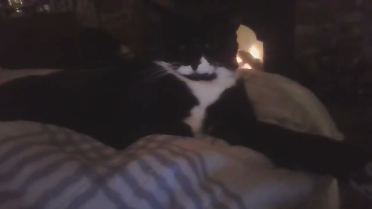 My Cute Little Baby Kitty