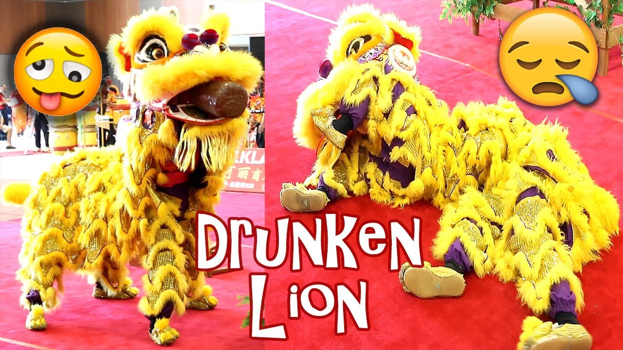 Naughty lion broke into a house, drank the wine and got drunk