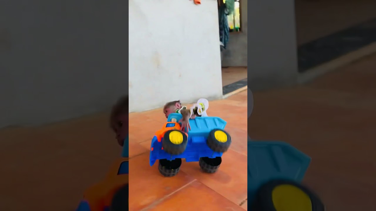 Baby Monkey Moon Get In Trouble While Driving Because He Drinks To Much Milk #monkeys #animals #car