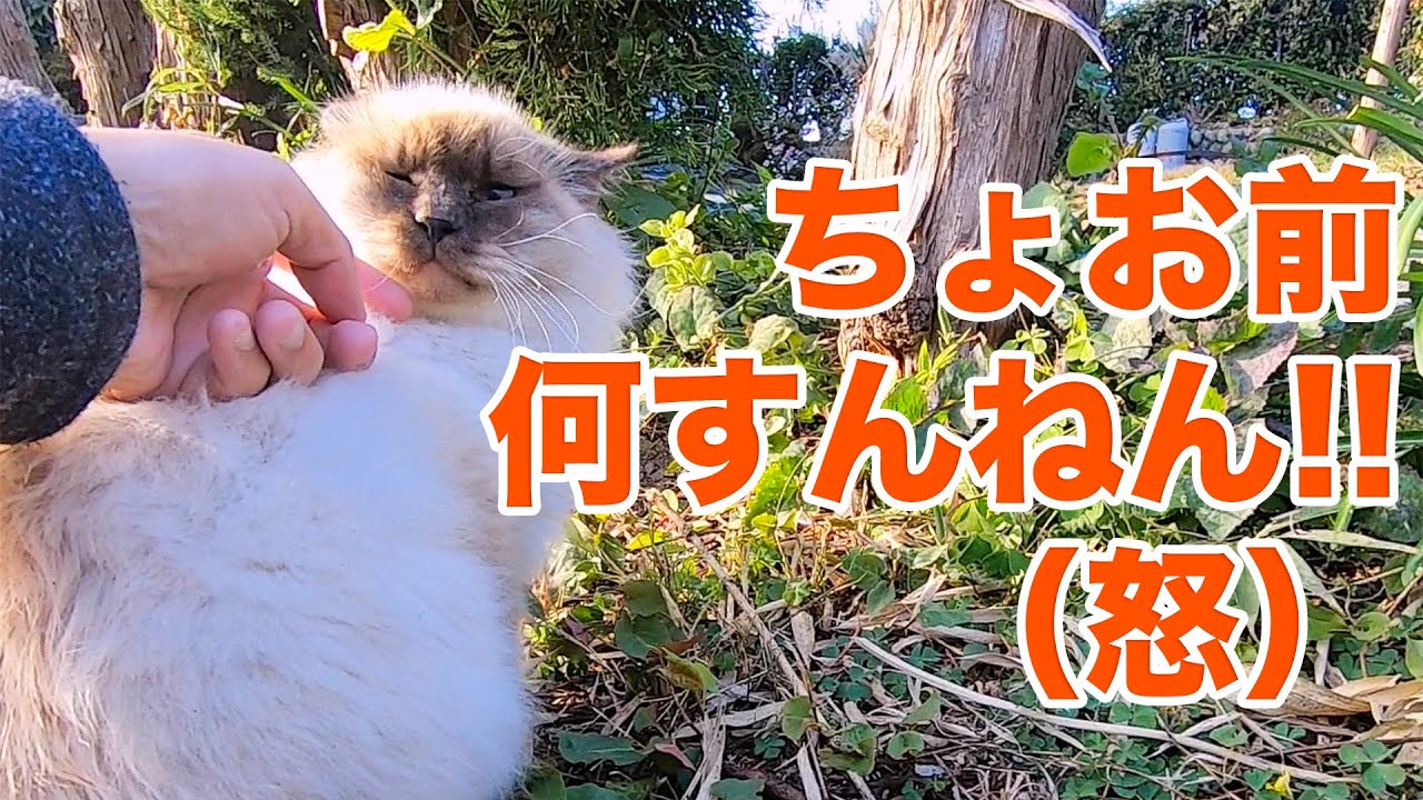 最下流で荒川を見守る！玉淀ダム【SiphonTV280】