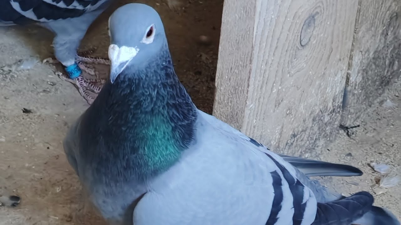 Porumbeii înainte de împerechere