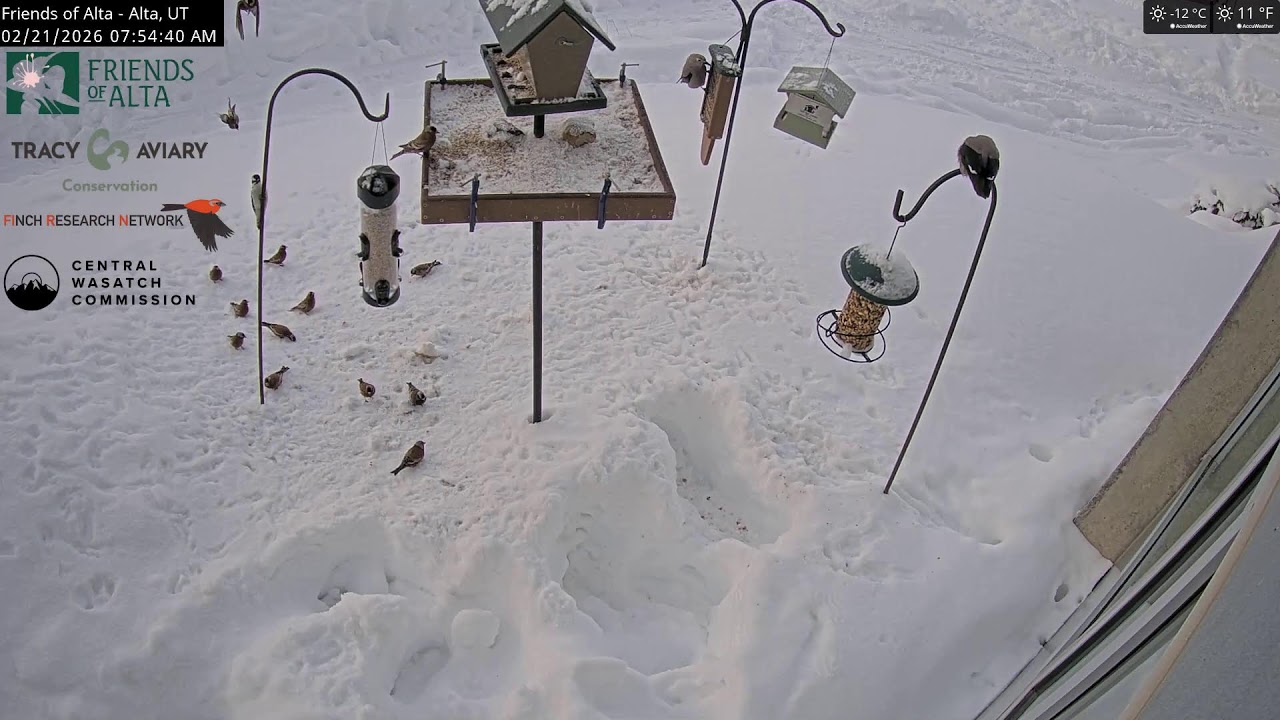 2026-02-20 - Night - Friends of Alta - Alta, UT - Live Stream Bird Feeder Cam (FiRN)