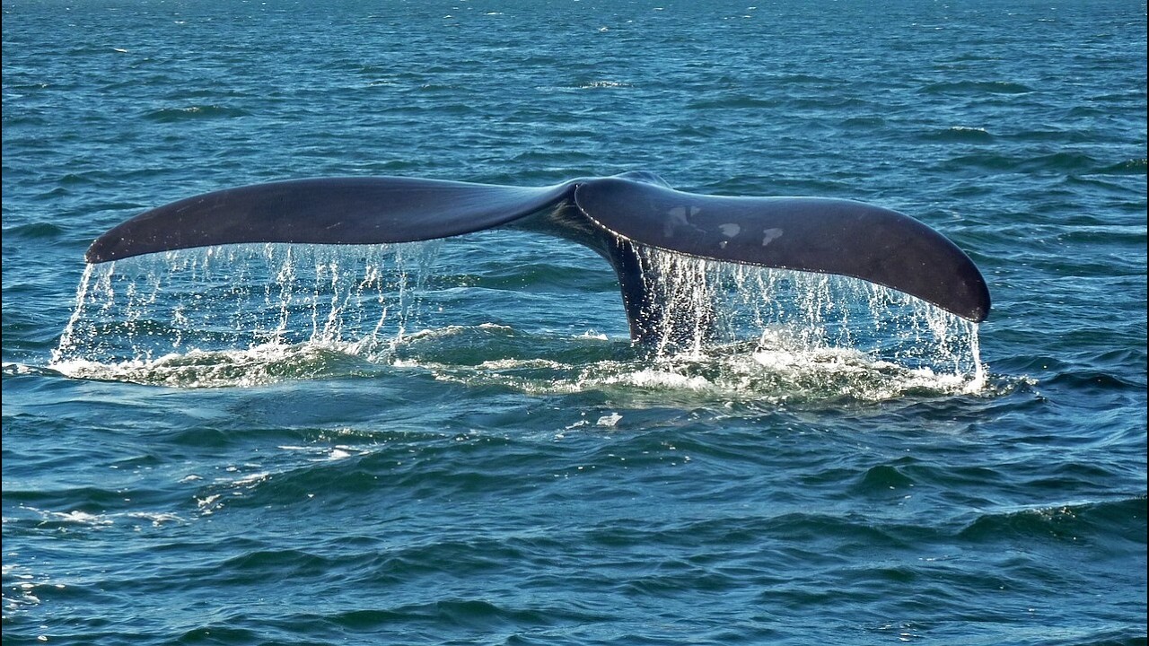Newton's Apple 707: Whale Watch, Sunspots & Skunk