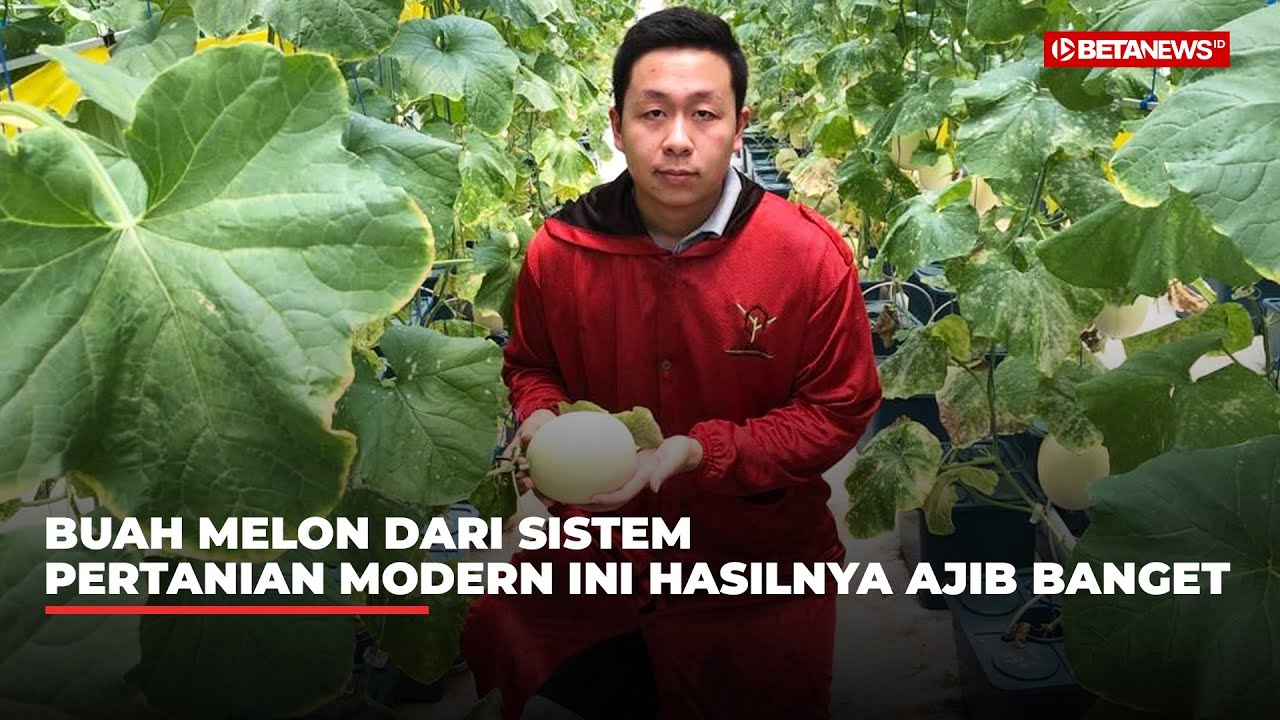 Review Tanam Melon dengan Sistem Dutch Bucket Oleh Laguna Greenhouse