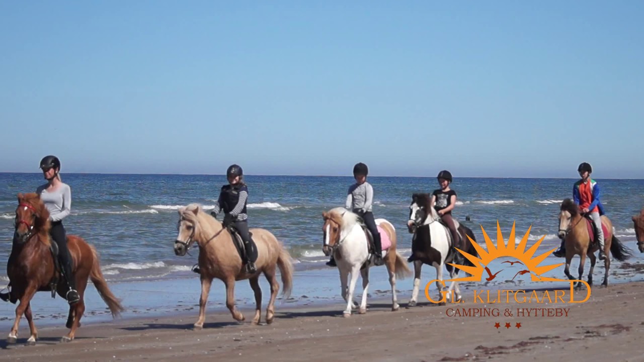 Islandske heste på Gl. Klitgaard Camping.