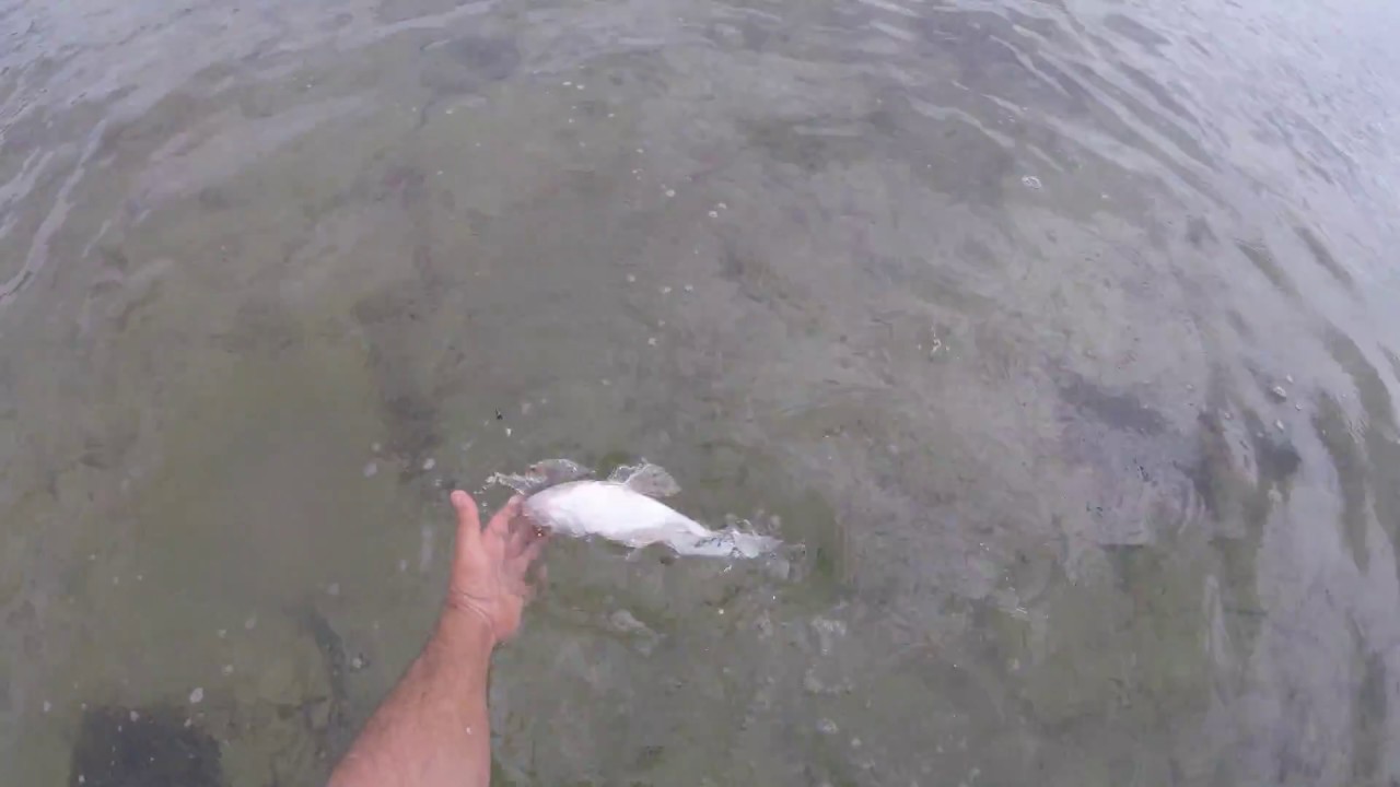 fishing the sand flats with frozen beach worms caught numerous  species