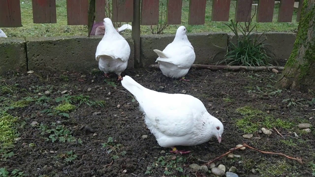 Holub Texan - Texan Pigeons