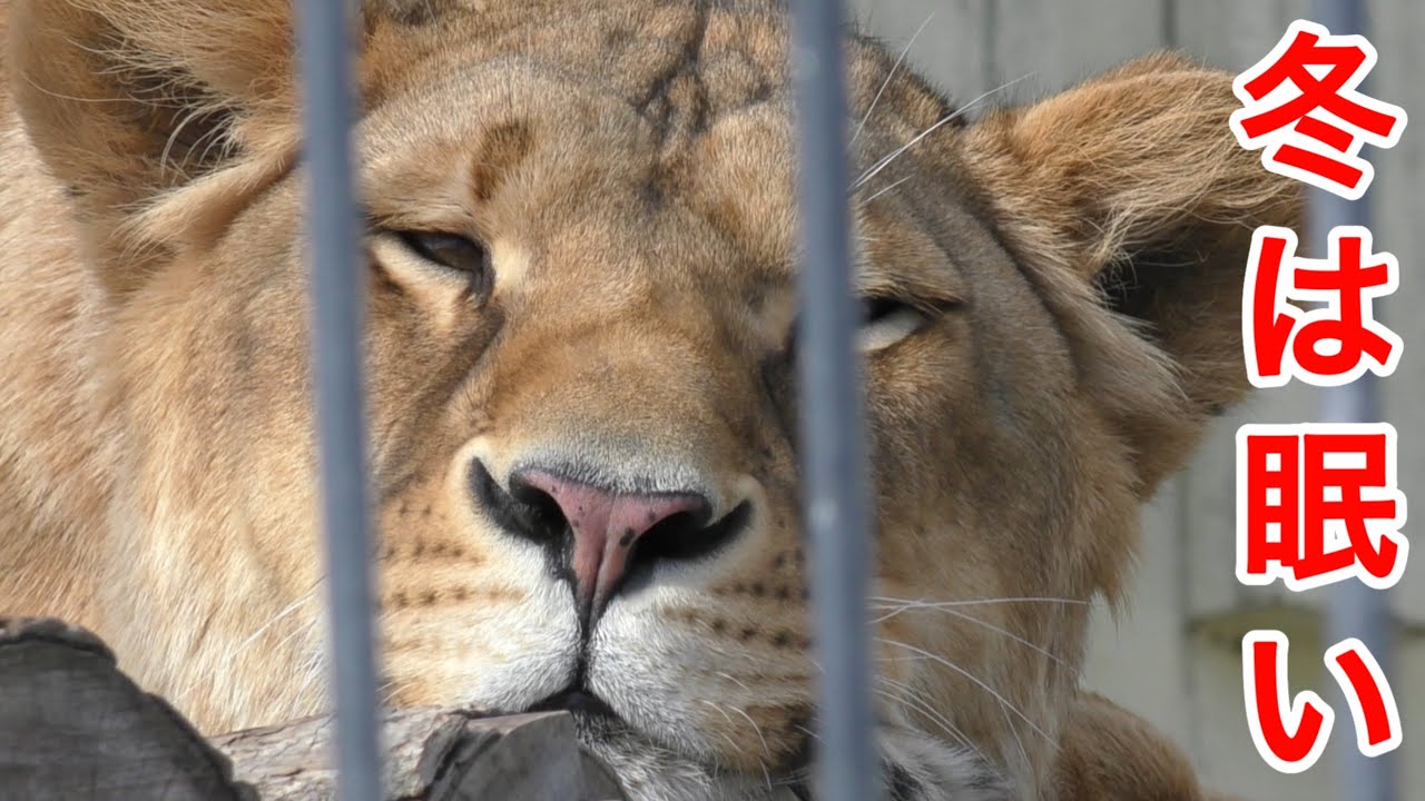 【ライオン＆トラ釧路市動物園】動きません、動けません💤フウ＆アキラ＆ゆうひ、あさま全員集合！オリトファミリー娘フウvol745can’t move,can’t play!Lion＆Tiger