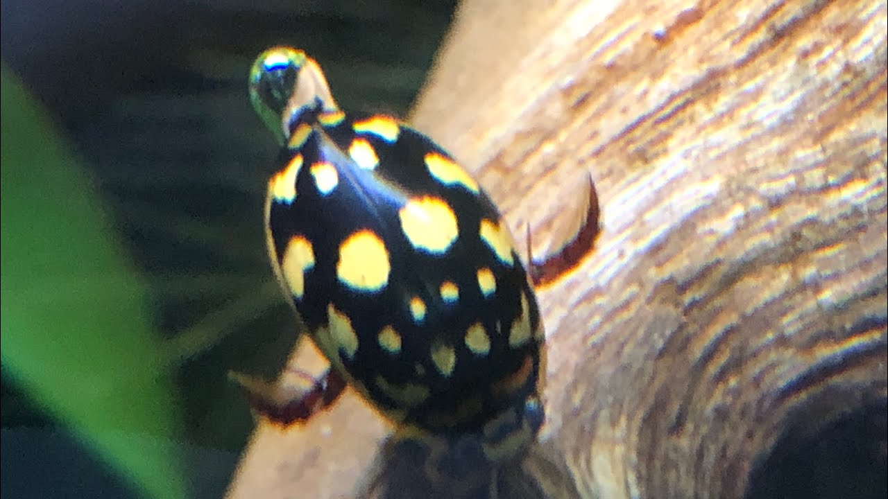 Bugs In Cyberspace прислали мне более 60 водных насекомых!