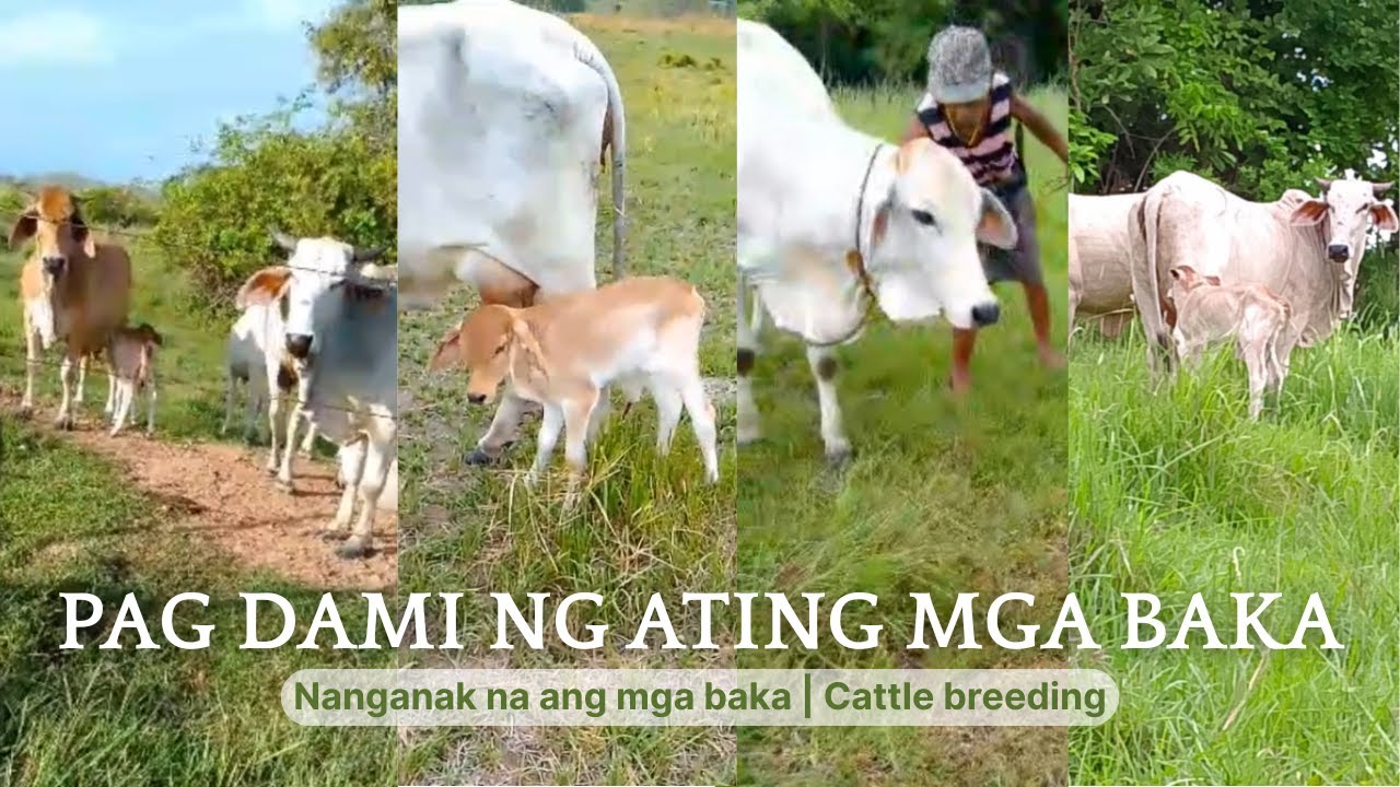 Pag dami ng ating mga baka | Good news nanganak na ang ating mga baka | Cattle Breeding