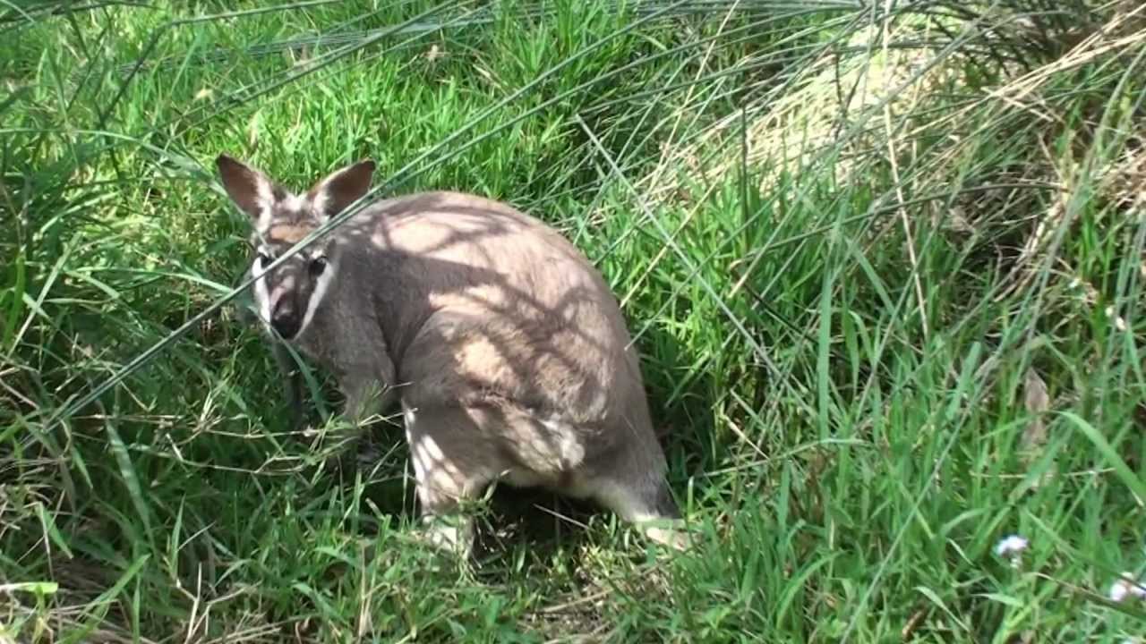 White Faced Wallaby.m2ts